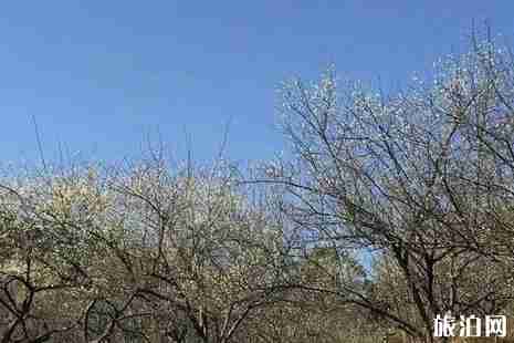 普宁赏梅花在哪里+赏梅时间 普宁赏梅花在哪里+赏梅时间
