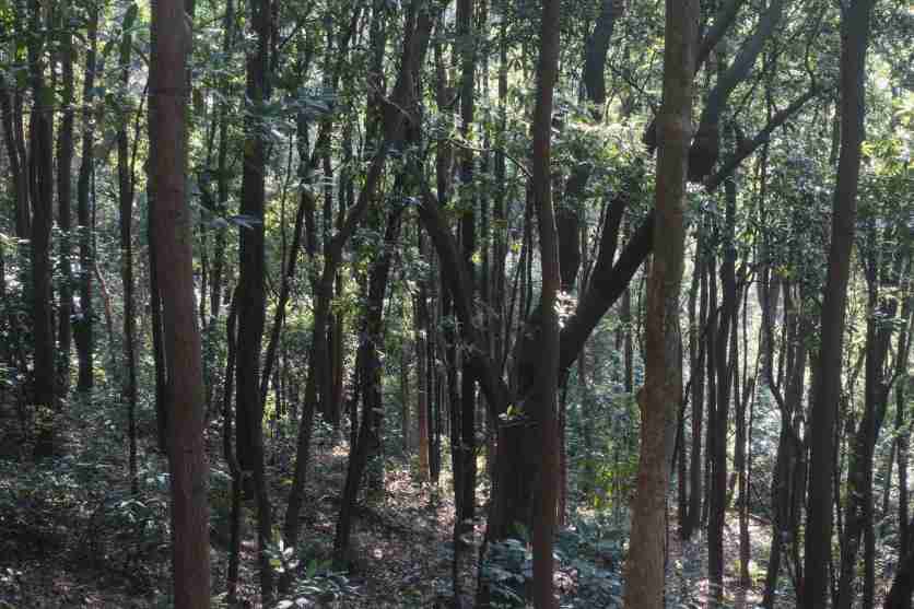 深圳福永凤凰山怎么去(地址+交通指南+停车场)