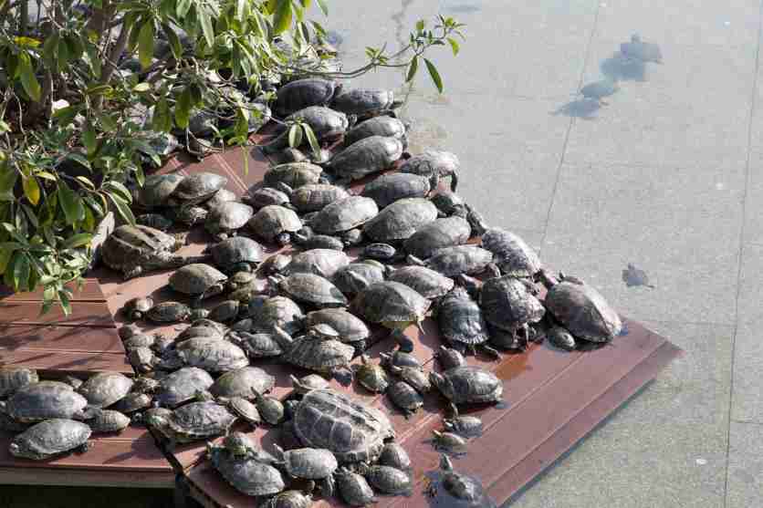 深圳福永凤凰山怎么去(地址+交通指南+停车场)