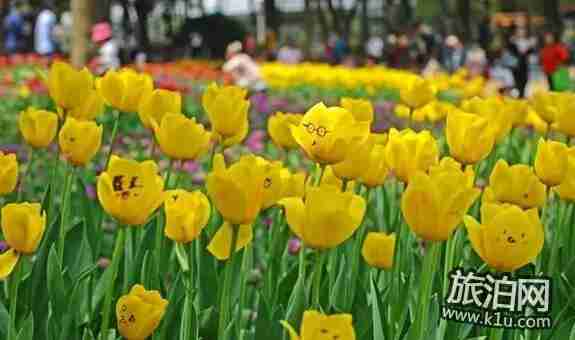 2018年武漢看花的地方有哪些 武漢周邊賞花地點(diǎn)推薦