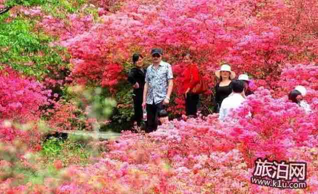 2018年武漢看花的地方有哪些 武漢周邊賞花地點(diǎn)推薦