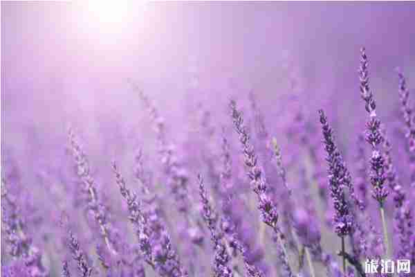 北京夏天哪里好玩 北京夏天旅游景点推荐