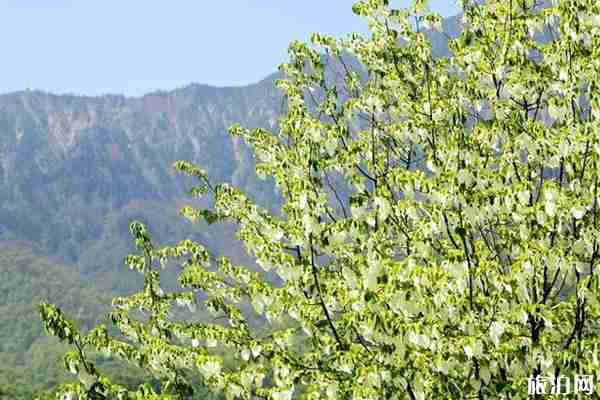 2020平武珙桐花在哪里看 平武珙桐花观赏攻略