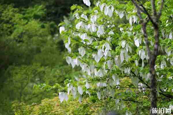 2020平武珙桐花在哪里看 平武珙桐花观赏攻略