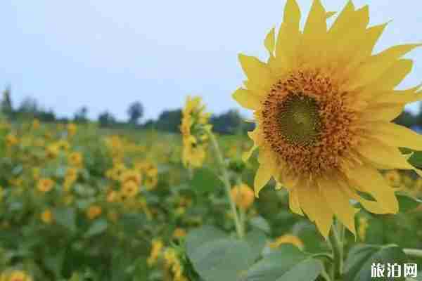 成都周边向日葵景点推荐