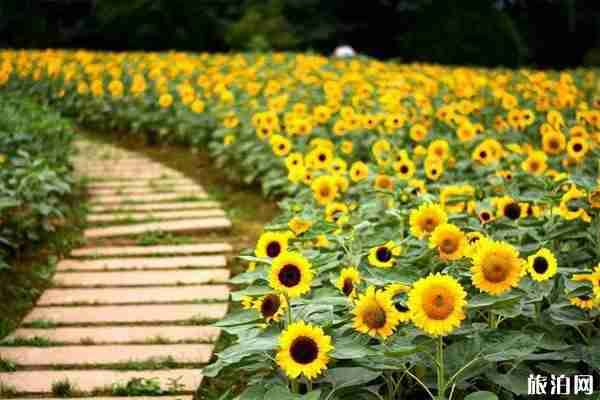 成都周边向日葵景点推荐