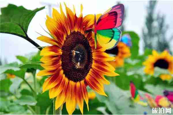 成都周边向日葵景点推荐