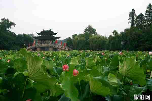 上海周边赏荷花的地方推荐 上海周边赏荷花的地方推荐