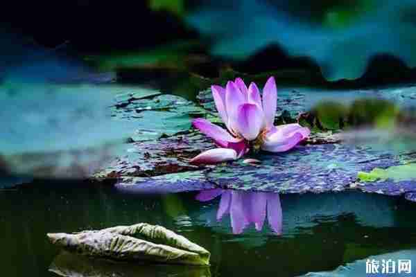 上海周边赏荷花的地方推荐 上海周边赏荷花的地方推荐