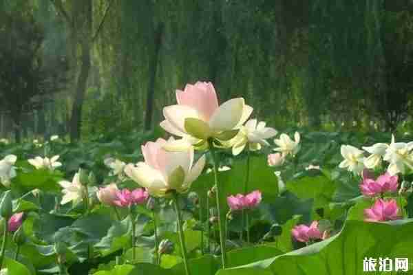 夏季洛阳赏花地点推荐 洛阳赏花攻略2020