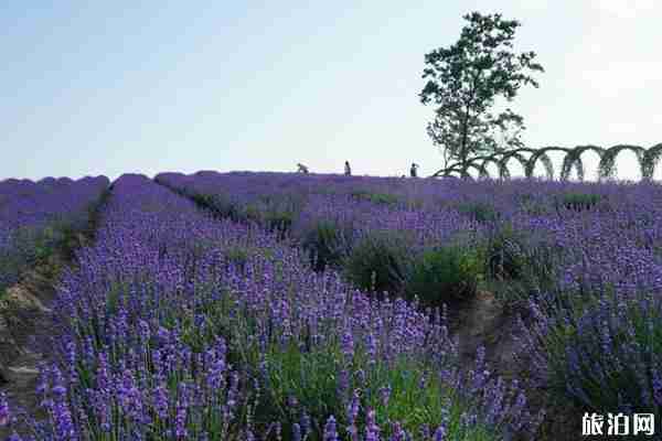 夏季上海周边赏花的地方推荐 上海周边六月旅游好去处
