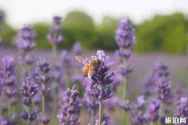 夏季上海周边赏花的地方推荐 上海周边六月旅游好去处