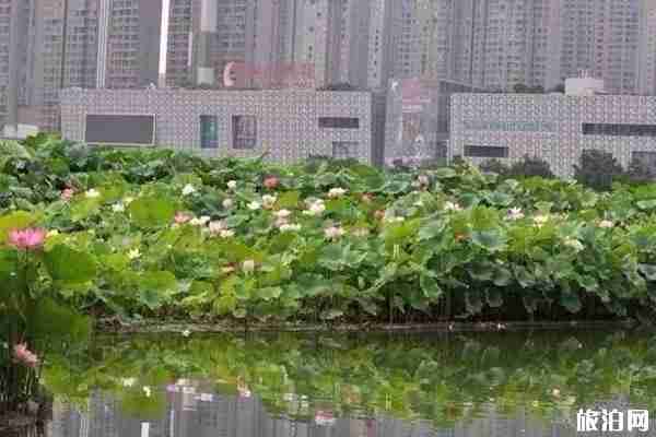 夏季洛阳赏花地点推荐 洛阳赏花攻略2020