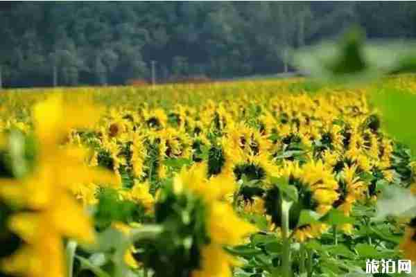 夏季洛阳赏花地点推荐 洛阳赏花攻略2020