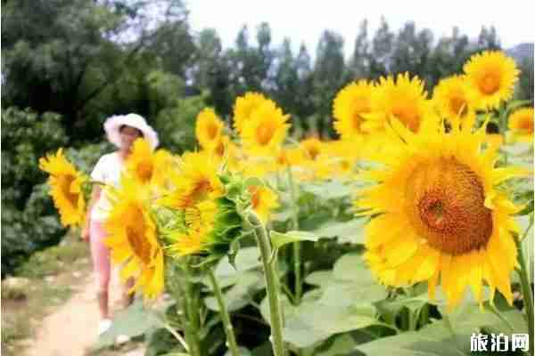 夏季洛阳赏花地点推荐 洛阳赏花攻略2020