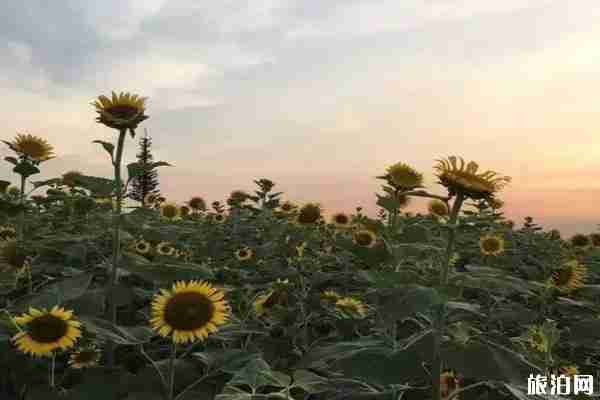 夏季洛阳赏花地点推荐 洛阳赏花攻略2020