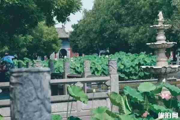 夏季洛阳赏花地点推荐 洛阳赏花攻略2020