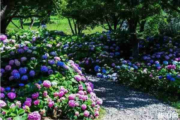 无锡哪里有绣球花 无锡绣球花景点推荐