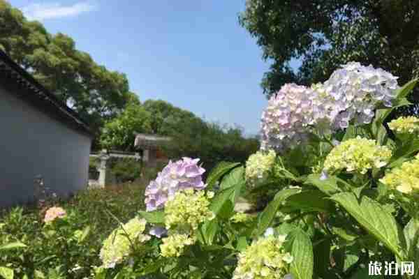 无锡哪里有绣球花 无锡绣球花景点推荐