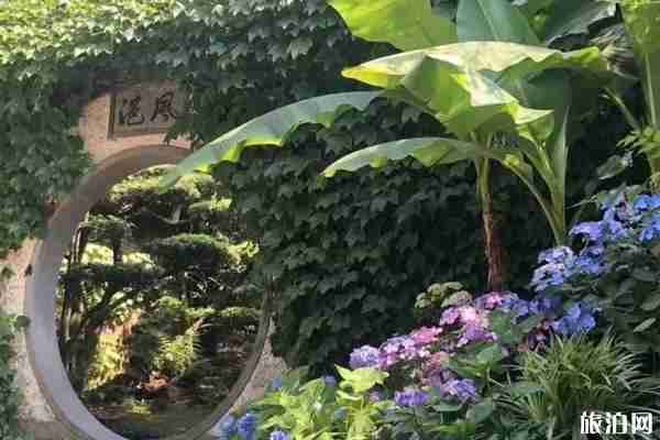 无锡哪里有绣球花 无锡绣球花景点推荐