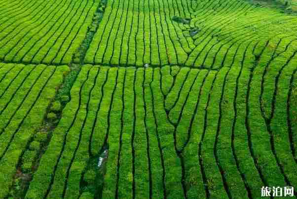 贵州旅游线路最佳方案自驾游 贵州旅游景点推荐路线整理