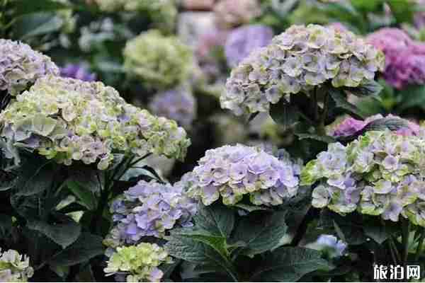 无锡哪里有绣球花 无锡绣球花景点推荐