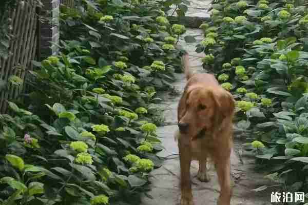 无锡哪里有绣球花 无锡绣球花景点推荐