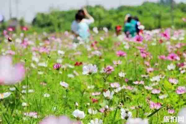 夏季南京赏花景点盘点 南京赏花有哪些地方不错