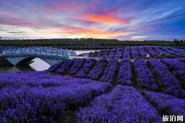 夏季南京赏花景点盘点 南京赏花有哪些地方不错
