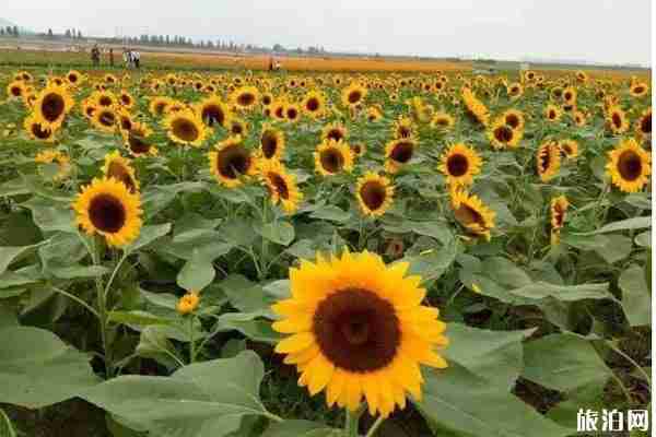 夏季南京赏花景点盘点 南京赏花有哪些地方不错