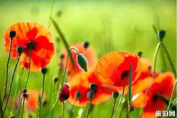 夏季南京赏花景点盘点 南京赏花有哪些地方不错