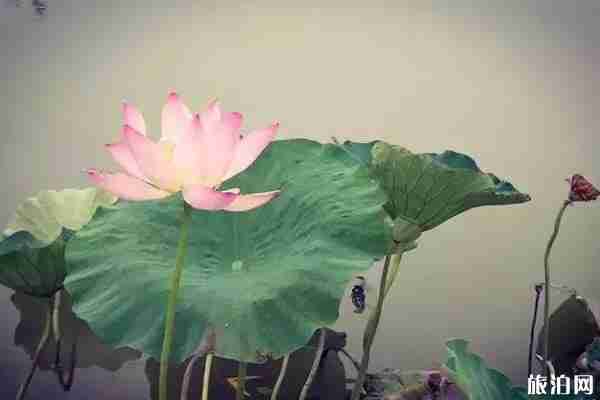 夏季南京赏花景点盘点 南京赏花有哪些地方不错