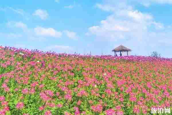 夏季杭州哪里好玩 夏季杭州赏花攻略