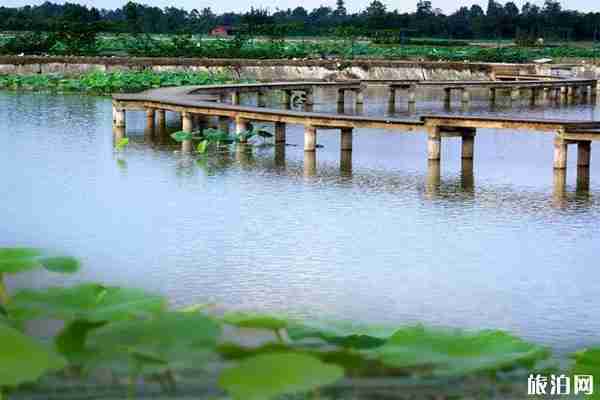 成都周邊荷花觀賞地點推薦 成都周邊荷花觀賞地點推薦