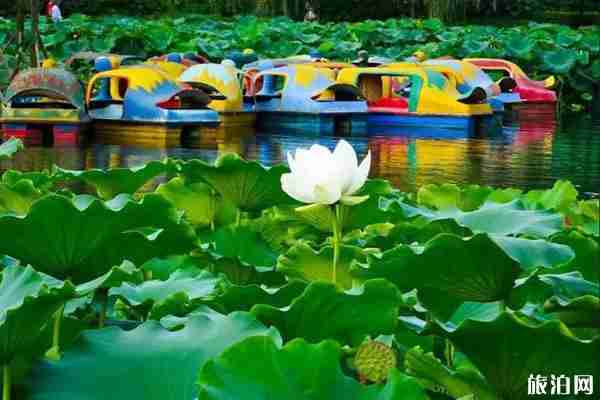 成都周邊荷花觀賞地點推薦 成都周邊荷花觀賞地點推薦