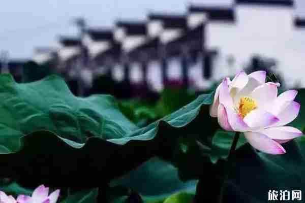 成都周邊荷花觀賞地點推薦 成都周邊荷花觀賞地點推薦