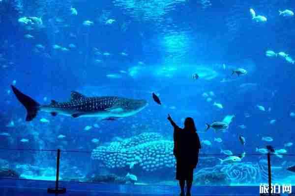 日照海洋館表演時間表 門票多少錢