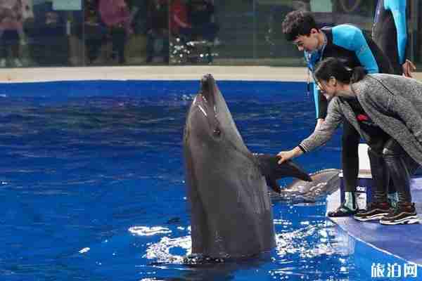 日照海洋館表演時間表 門票多少錢