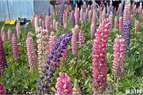 陜西魯冰花海在哪里 陜西魯冰花海推薦 陜西魯冰花海在哪里 陜西魯冰花海推薦