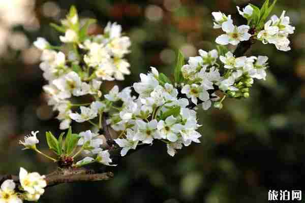 2020年五月吉林白山賞花攻略 2020年五月吉林白山賞花攻略