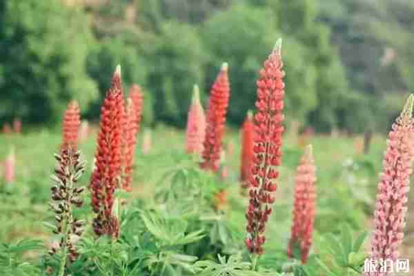 陜西魯冰花海在哪里 陜西魯冰花海推薦