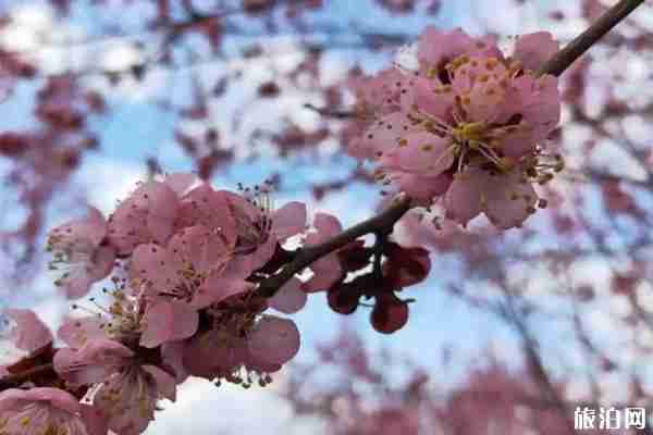 2020年五月吉林白山賞花攻略 2020年五月吉林白山賞花攻略