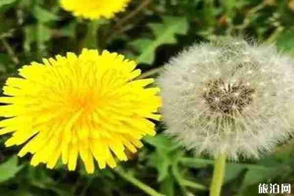 2020年五月吉林白山賞花攻略 2020年五月吉林白山賞花攻略