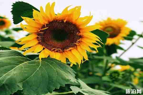 成都六月賞花的地方推薦 成都哪里可以賞花