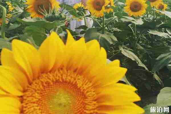 成都六月賞花的地方推薦 成都哪里可以賞花