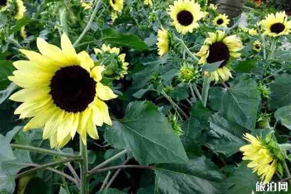 成都六月賞花的地方推薦 成都哪里可以賞花