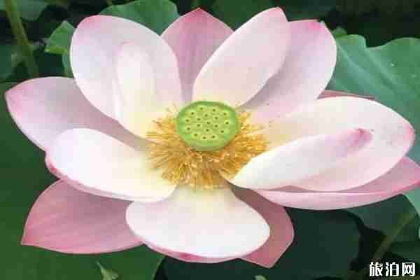 成都六月賞花的地方推薦 成都哪里可以賞花