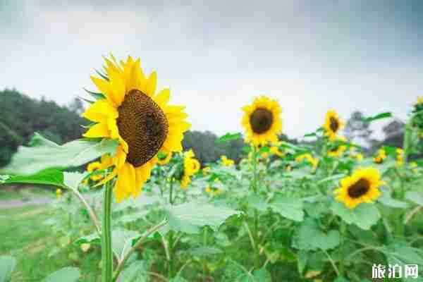 成都六月賞花的地方推薦 成都哪里可以賞花