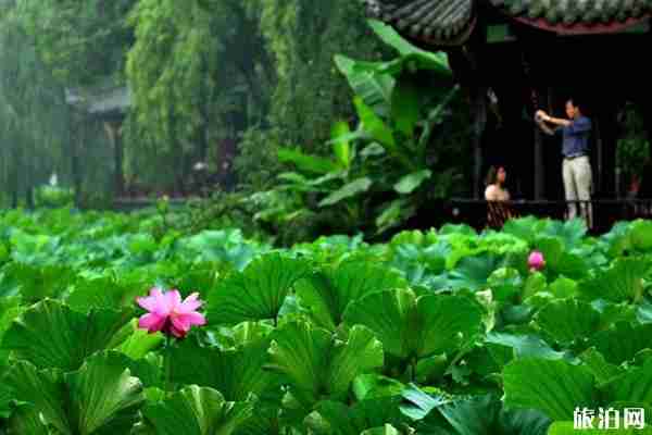 成都六月賞花的地方推薦 成都哪里可以賞花