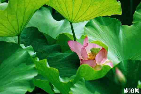 成都六月賞花的地方推薦 成都哪里可以賞花